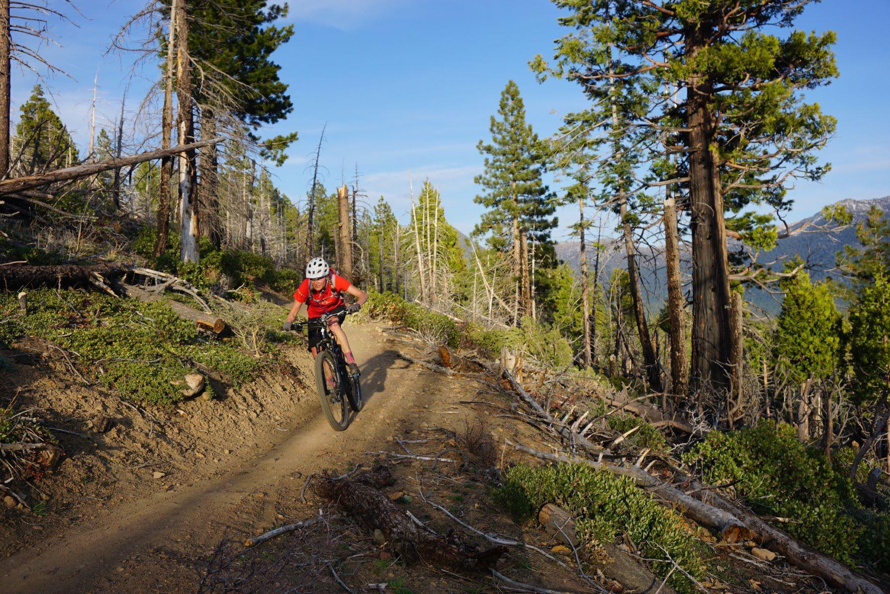 A mountain biker riding a singletrack trail.